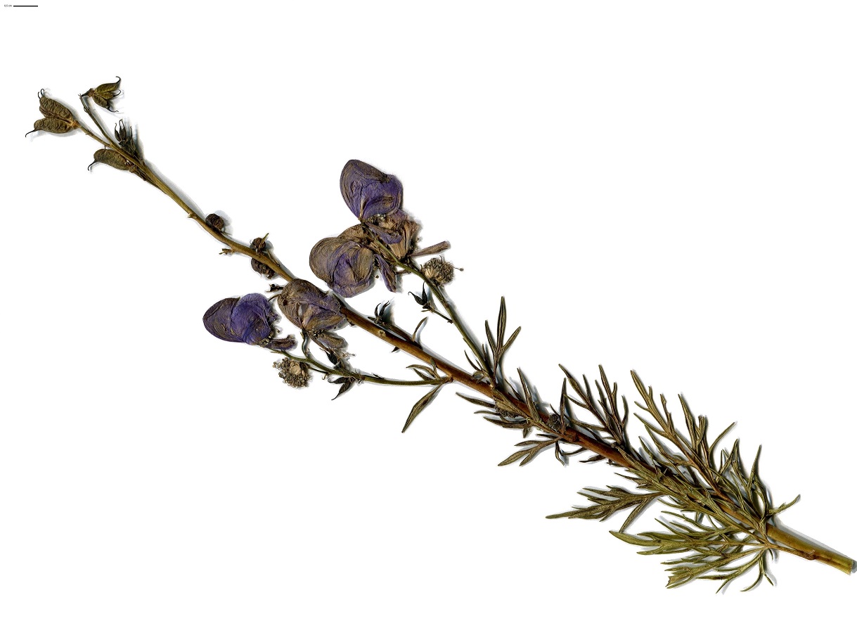 Aconitum napellus subsp. vulgare (Ranunculaceae)
